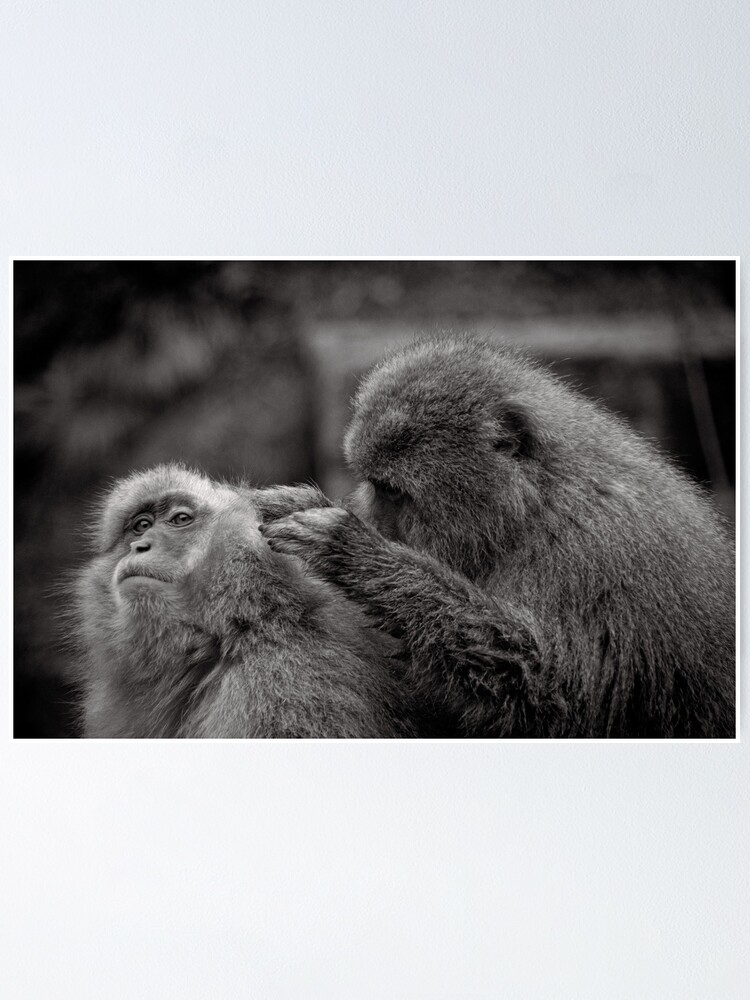 Alternate view of Five more fleas...err, I mean minutes! Snow Monkeys Poster