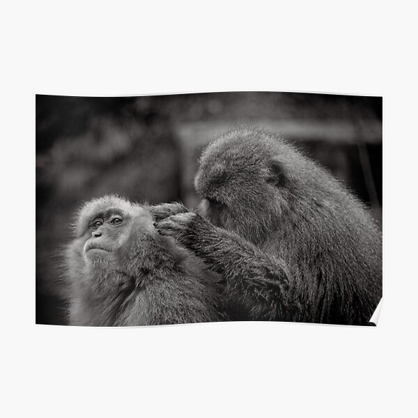 Five more fleas...err, I mean minutes! Snow Monkeys Poster