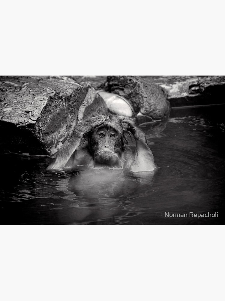 Rinse and Repeat. Snow Monkeys by keystone