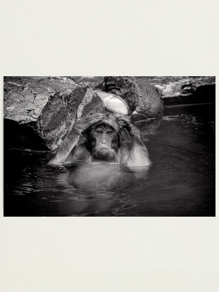 Alternate view of Rinse and Repeat. Snow Monkeys Photographic Print