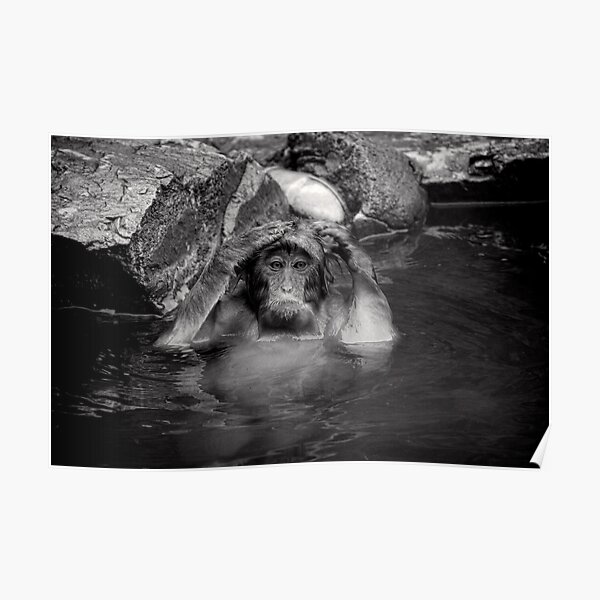Rinse and Repeat. Snow Monkeys Poster