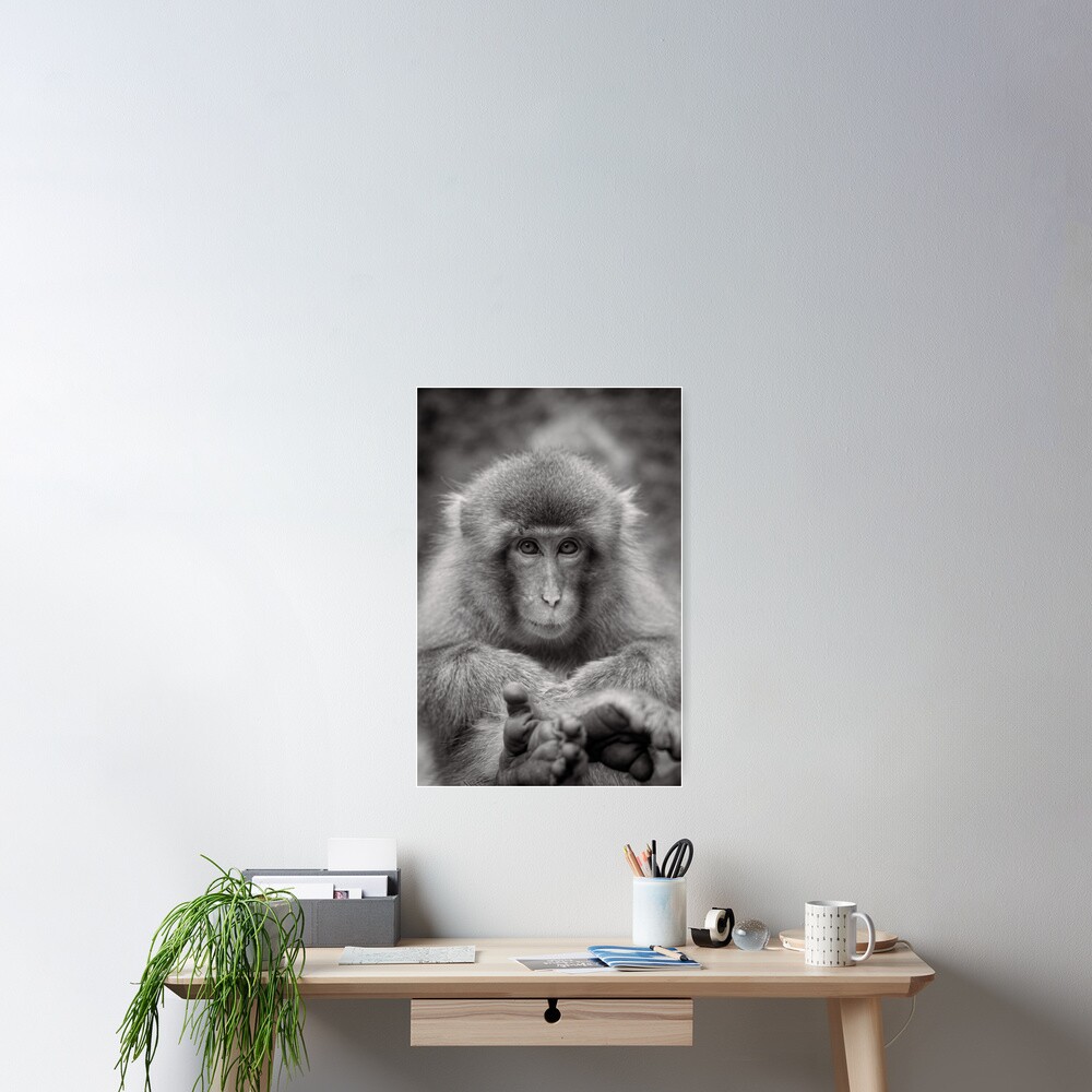 Kick back and relax. Snow Monkeys Poster