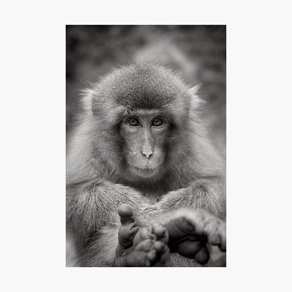 Kick back and relax. Snow Monkeys Photographic Print