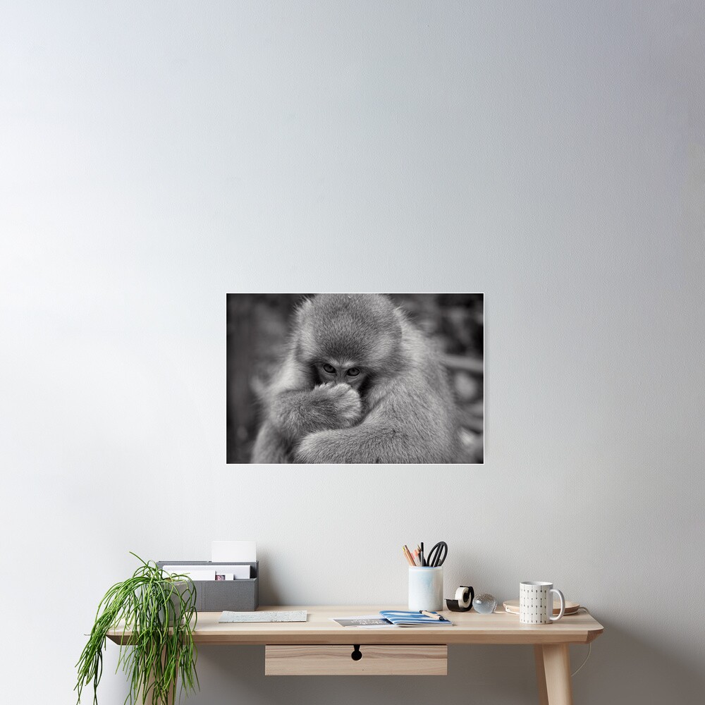 Something smells funny. Snow Monkeys Poster