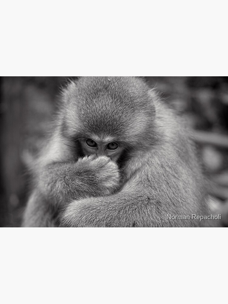 Something smells funny. Snow Monkeys by keystone