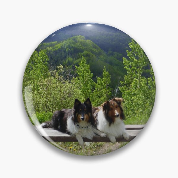 paradise shelties