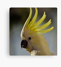 Australian Sulphur Crested Cockatoo #4. Metal Print