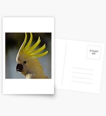 Australian Sulphur Crested Cockatoo #4. Postcards