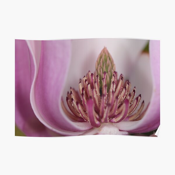 spring diadem Poster