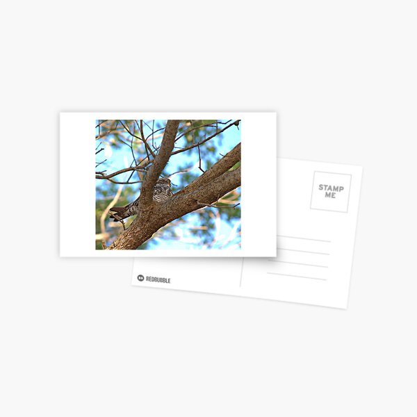 Bird Nap (Whip-poor-will) Postcard
