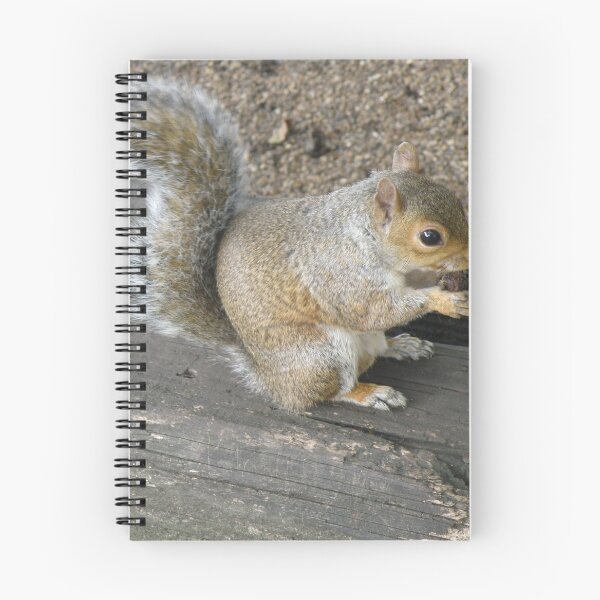 Item preview, Hungry Eastern Grey Squirrel Eating nut Photograph designed and sold by naturegallery.