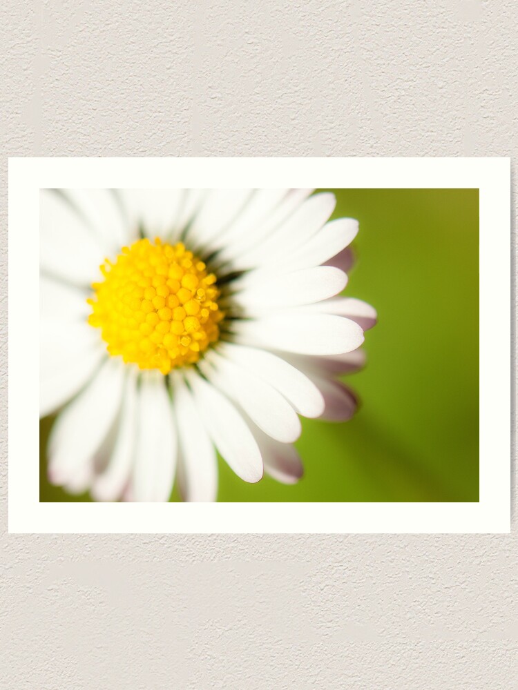 Alternate view of Spring Daisy Art Print