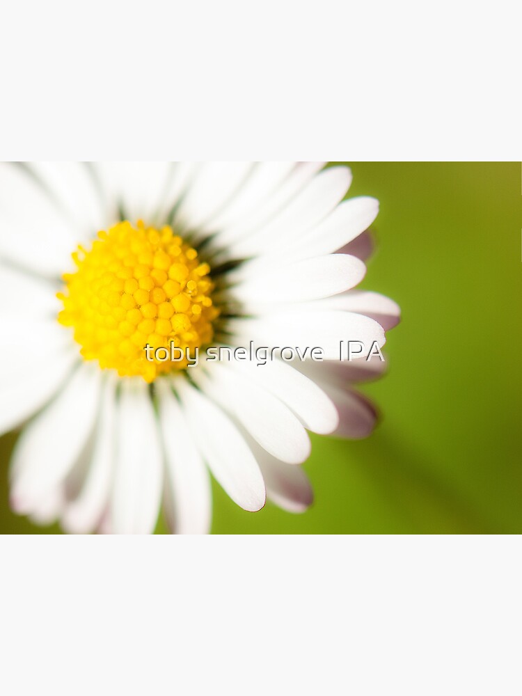 Spring Daisy by tobysnelgrove