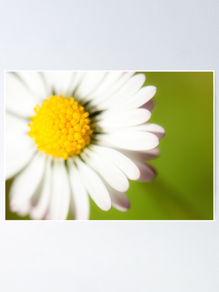 Alternate view of Spring Daisy Poster