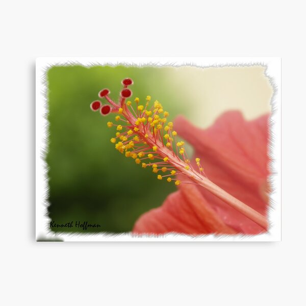 Hibiscus Metal Print