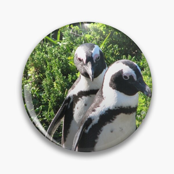 Item preview, Two African Penguins Strolling Boulders Beach, Cape Town, South Africa designed and sold by worldways.