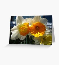 Glorious Daffodils Greeting Card