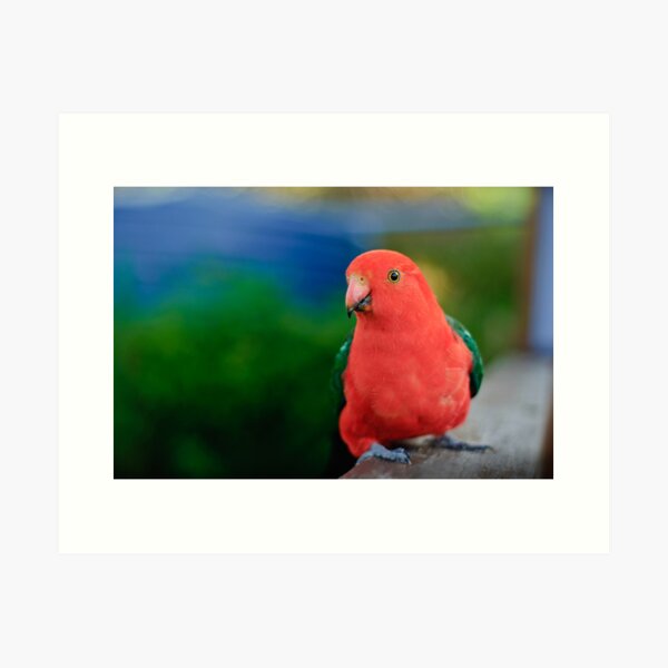 King Parrot Art Print