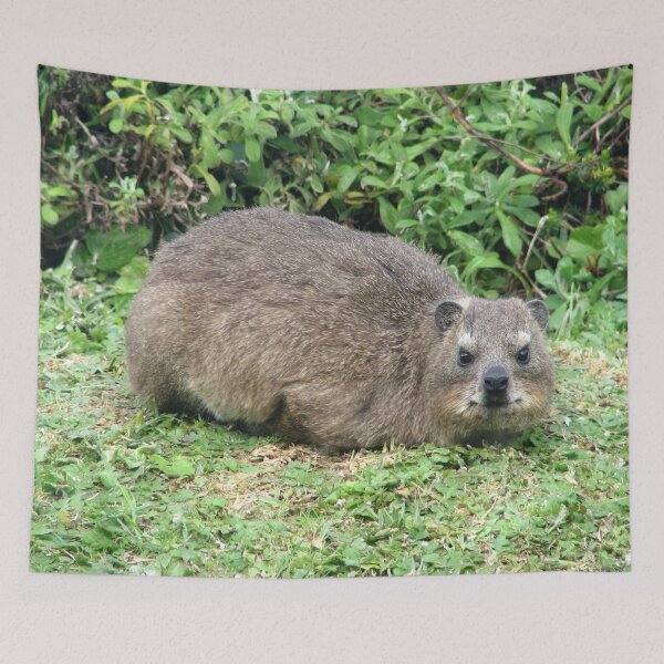 Item preview, Cute Dassie Rock Hyrax Table Mountain, South Africa designed and sold by worldways.