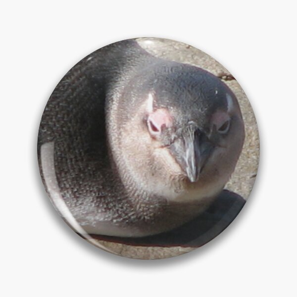 Item preview, Cute African Penguin Closeup Boulders Beach, Cape Town designed and sold by worldways.