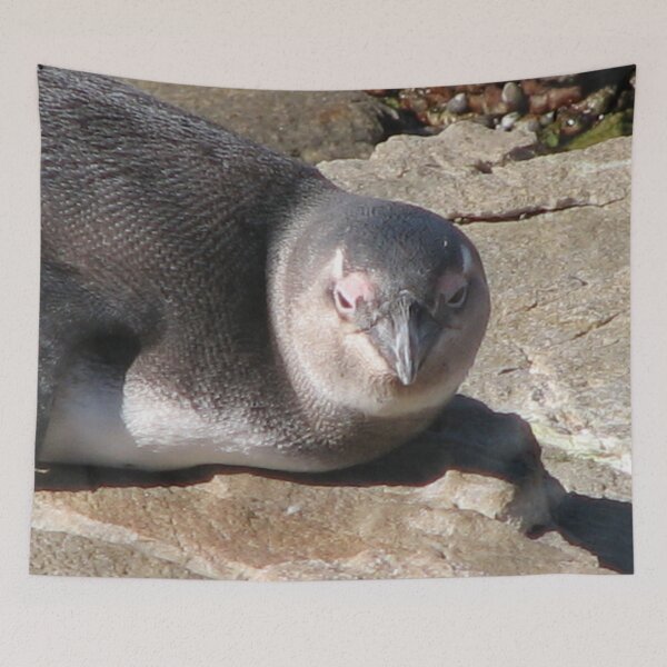Item preview, Cute African Penguin Closeup Boulders Beach, Cape Town designed and sold by worldways.