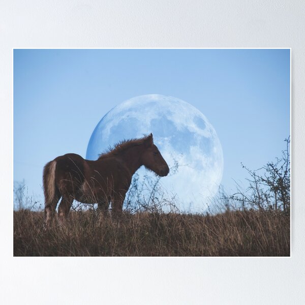 El caballo y la luna Póster