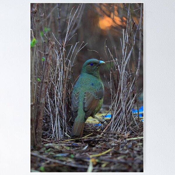 Satin Bowerbird Poster