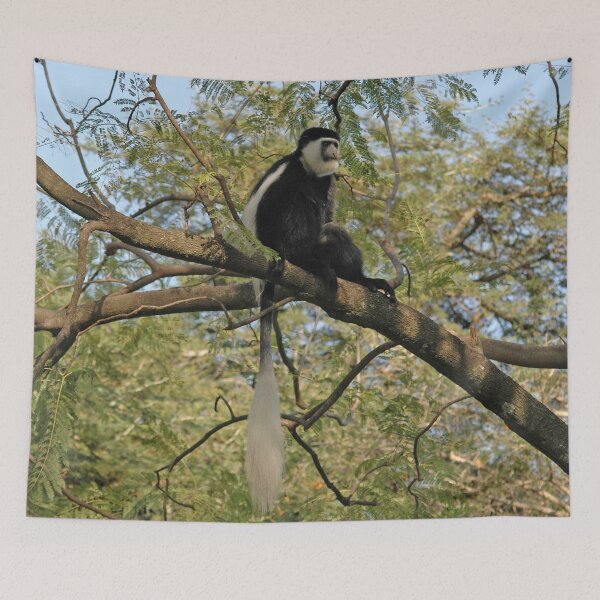 Item preview, Colobus Monkey Siting on Acacia Tree, Etiopia, Africa designed and sold by worldways.