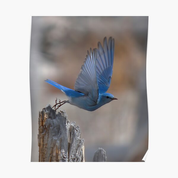 "Mountain Bluebird Flying From a Tree Remnant (portrait)" Poster for