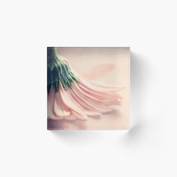Pale Pink Gerber Gerbera Daisy flower Acrylic Block