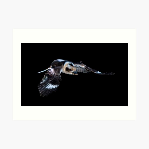 Kookaburra in flight Art Print