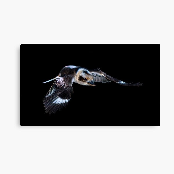 Kookaburra in flight Canvas Print