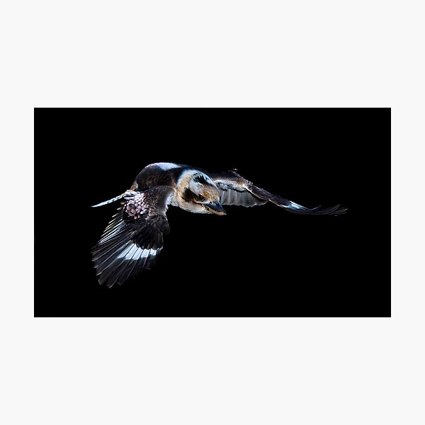 Kookaburra in flight Photographic Print