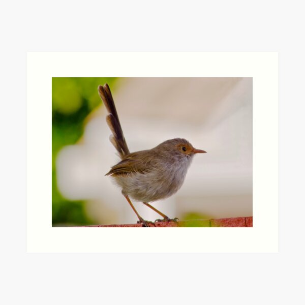Item preview, Fairy wren designed and sold by Stephen  Nicholson.