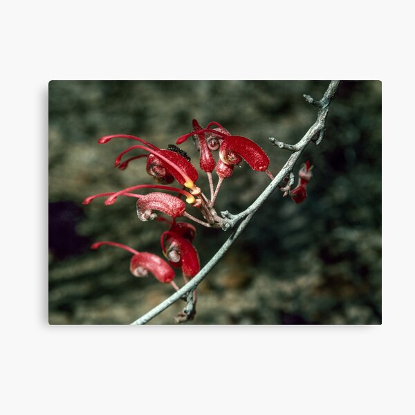 Item preview, Insect on Grevillea tripartita flowers Ravensthorpe-Minglinop 19820901 0036  designed and sold by Fred Mitchell.