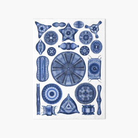 Artikel-Vorschau von Ernst Haeckel Diatoms Indigo Blue, designt und verkauft von aimeewilson.