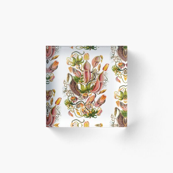 Ernst Haeckel Nepenthaceae Pitcher Plant Acrylic Block