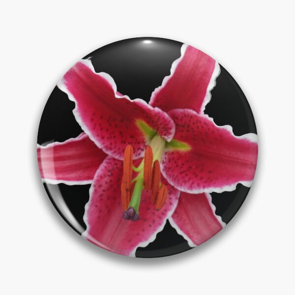 Artikelvorschau, Stargazer Lily on Black Background entworfen und verkauft von SunriseRose.