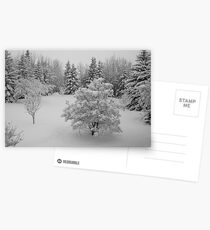 Snow in April, Alberta Canada Postcards