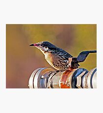 Spiny-cheeked Honeyeater Photographic Print