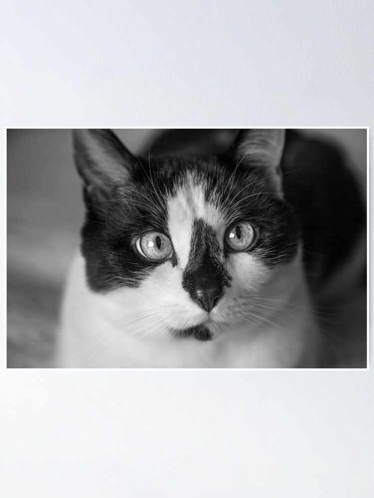 Cherished Snowshoe Cat Bw Poster By Fineart17 Redbubble