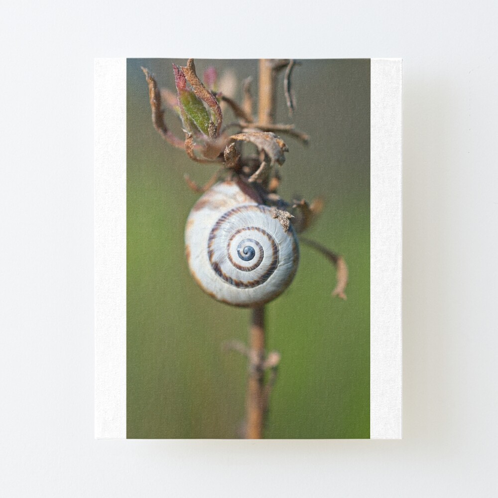 White Garden Snail Art Board Print By Breeze Kruse Redbubble