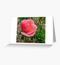 Pink Beauty Greeting Card
