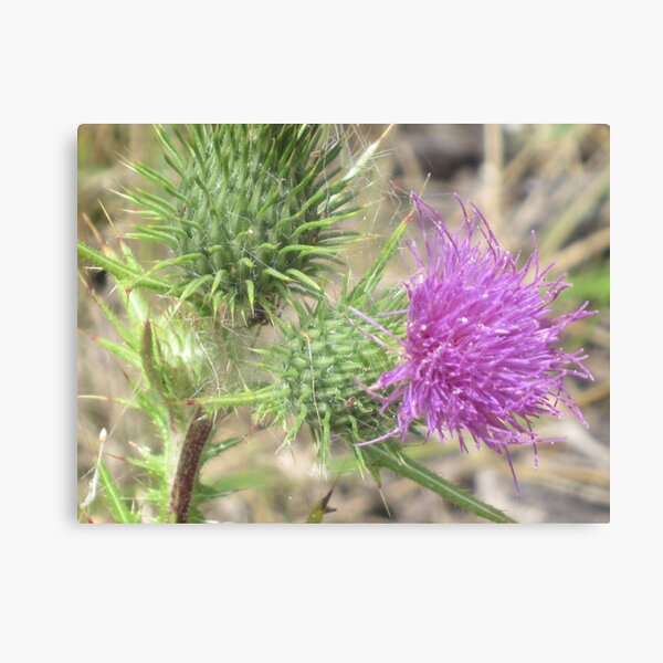 Spiky Flowers Canvas Print