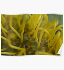 Gold Grevillea Poster