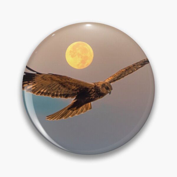 Item preview, Aguilucho lagunero con luna llena al amanecer designed and sold by Jon Shore.