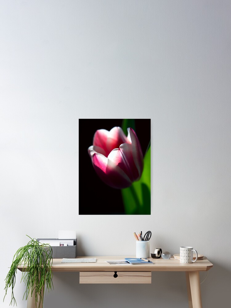 Thumbnail 2 of 3, Poster, Spring Sunlight designed and sold by TheresaE.