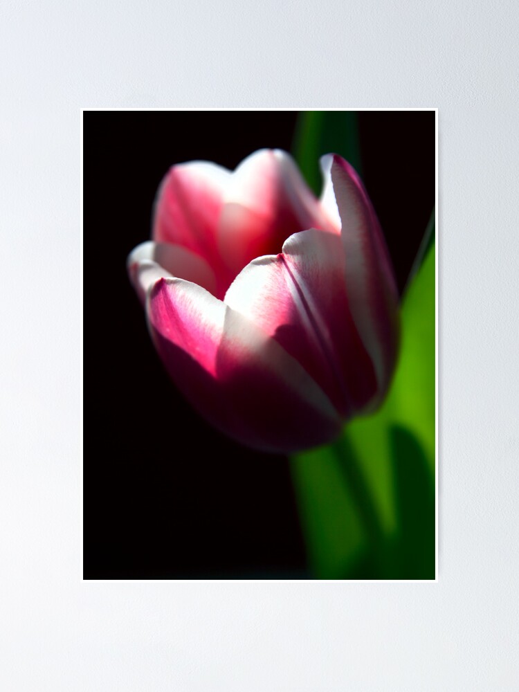Thumbnail 1 of 3, Poster, Spring Sunlight designed and sold by TheresaE.