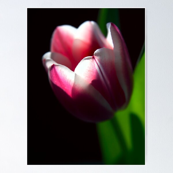 Item preview, Spring Sunlight designed and sold by Theresa Elvin.