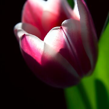 Artwork thumbnail, Spring Sunlight by Theresa Elvin